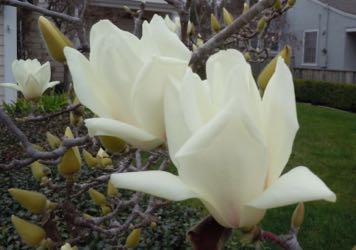 [tulips tree bloom]