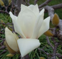 [tulips tree bloom]