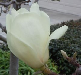 [tulips tree bloom]