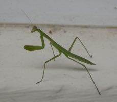 [praying mantis]