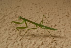 [praying mantis]