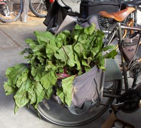 [beets leaves in bike pannier]