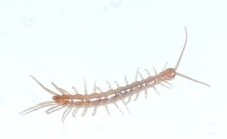 [centipede or millipede]