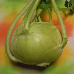 [kohlrabi]