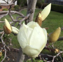 [tulips tree bloom]