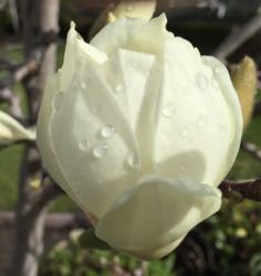 [tulips tree bloom]