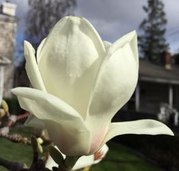 [tulips tree bloom]