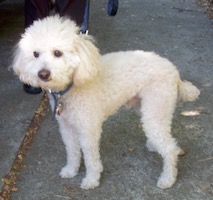 [small white poodle]
