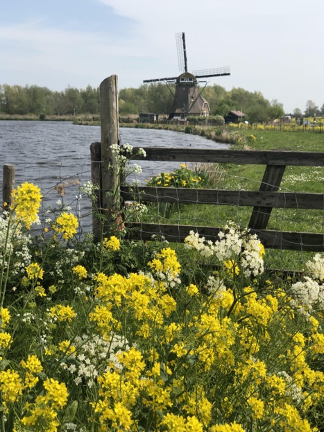 [Windmill, flowers]