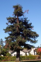 [pine tree]