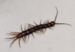 [centipede or millipede]