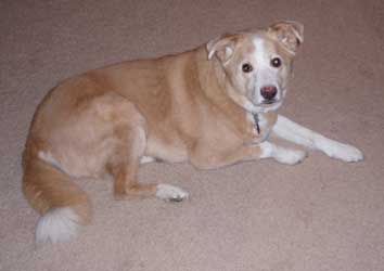 [Daniel's Dog]