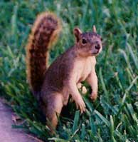 [a squirrel]