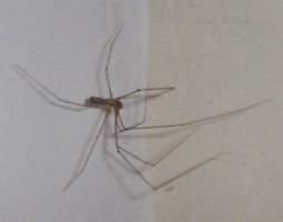 ['daddy longlegs' spider]