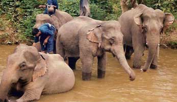 [elephants bathing]