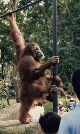 [an orangutang holding a little one]