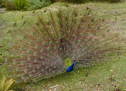[a peacock]