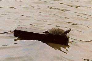 [a turtle on a floating log]