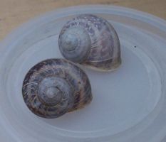 [snail shell]