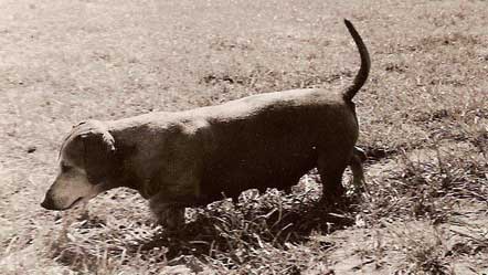 [dachshund, old]