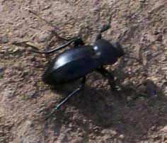 [a beetle]