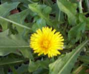 [yellow dandelion flower]