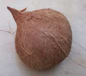 [brown coconut]