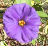 [purple flower (the Morning Glory weed]
