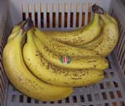 [bananas]