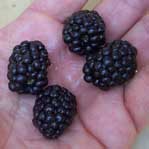 [a few blackberries]