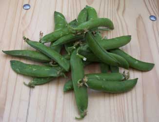 [English peas]