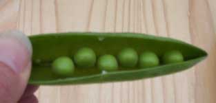 [shelling English peas]