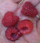 [red raspberries]