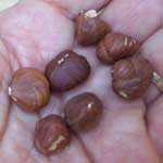 [hazelnuts, filiberts]