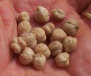 [a handful of chick peas (garbanzo beans)]