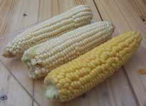 [a few cobs of white and yellow corn]