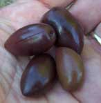 [black olives]