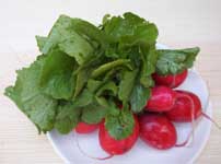 [radishes]