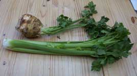 [celery root, celery]