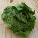 [a head of lettuce]
