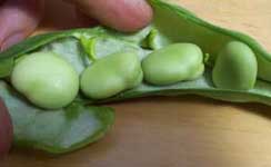 [shelling fava beans]