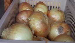 [onions]