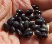 [a handful of black beans]