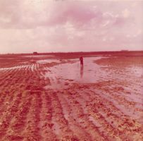 [wet fields]