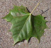 [a leaf]
