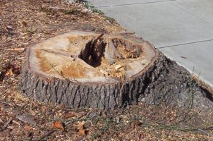 [tree stump]