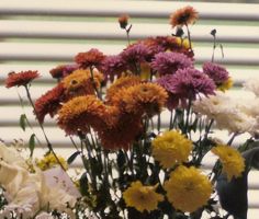 [chrysantemums]