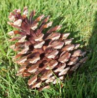 [pinecone]