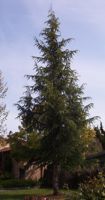 [fir tree]