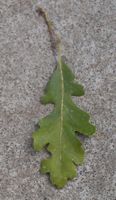 [oak leaf]